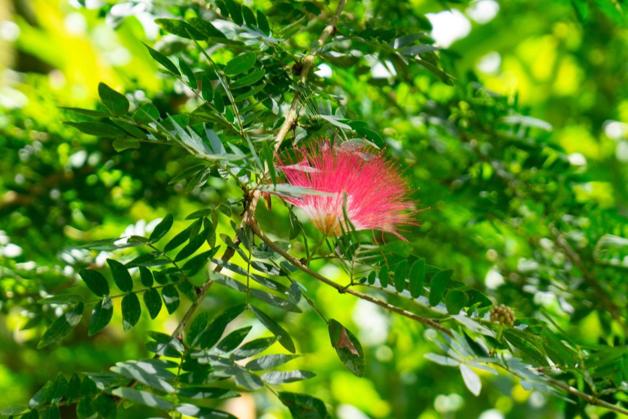 Dragonfly Beachfront Villas-Adult Only Punta Uva Luaran gambar