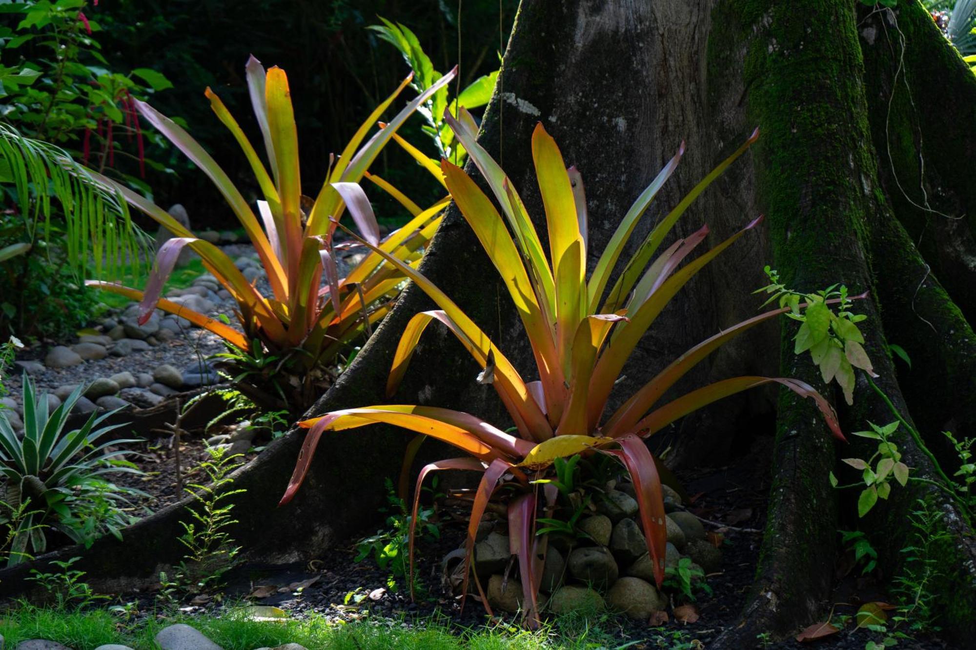 Dragonfly Beachfront Villas-Adult Only Punta Uva Luaran gambar